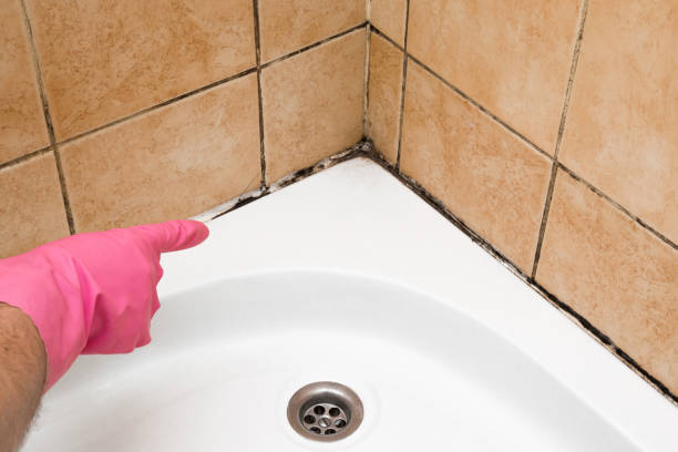 Mold Removal Process in Geneva, NE